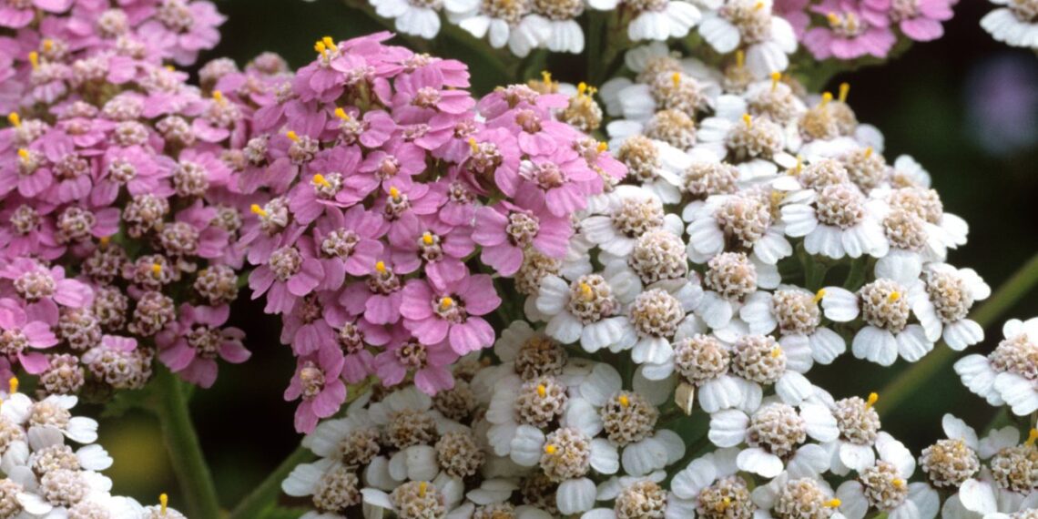 Stebuklingas žiemos augalas: pasodink dabar, o pavasarį taps rojumi alkanoms bitėms ir drugeliams