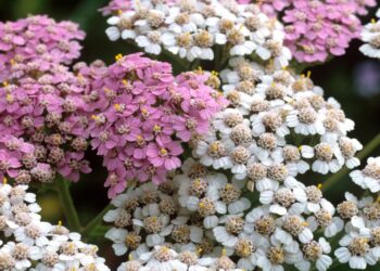 Stebuklingas žiemos augalas: pasodink dabar, o pavasarį taps rojumi alkanoms bitėms ir drugeliams