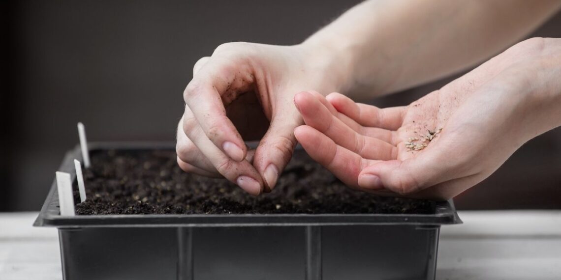 Stulbinamai atsparios pomidorų veislės: pasėsi dabar ir rudenį skabysi kibirais