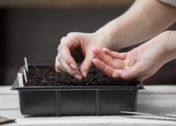 Stulbinamai atsparios pomidorų veislės: pasėsi dabar ir rudenį skabysi kibirais