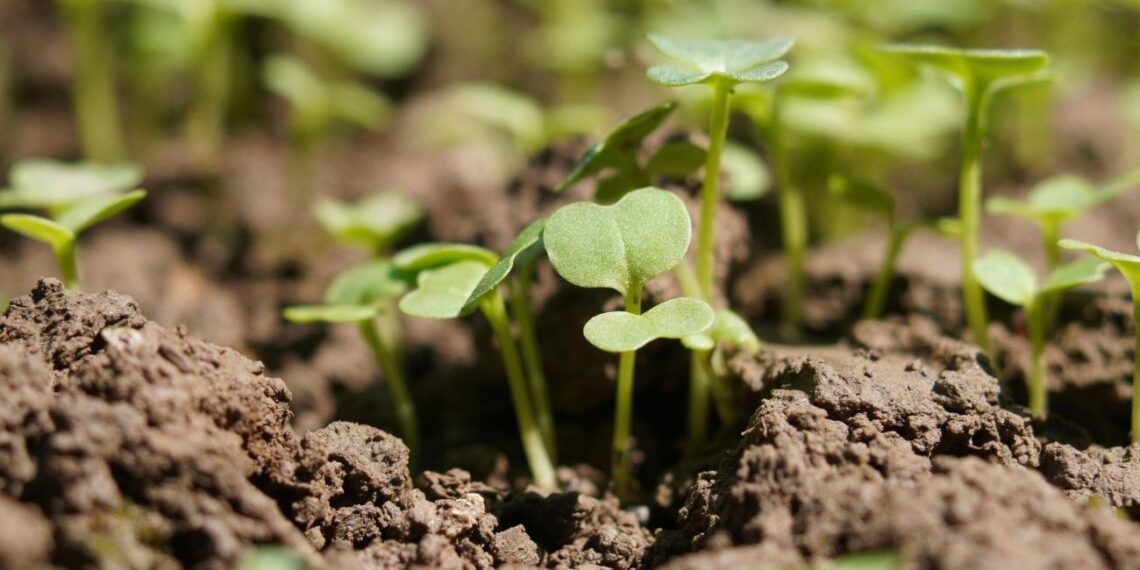 Stulbinantis triukas daržininkams: ši priemonė pavasariui sustiprina dirvą geriau nei natūralios trąšos