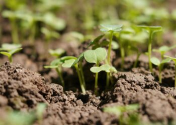 Stulbinantis triukas daržininkams: ši priemonė pavasariui sustiprina dirvą geriau nei natūralios trąšos