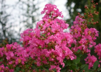 Stulbinantys žiedai net 120 dienų: sodink šį krūmą vietoje hortensijų ir nepatikėsi rezultatu