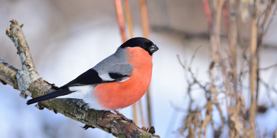 Ten ptak w karmniku to zimowy znak dla ogrodu. Gdy się pojawia, lepiej być czujnym