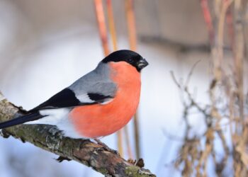 Ten ptak w karmniku to zimowy znak dla ogrodu. Gdy się pojawia, lepiej być czujnym