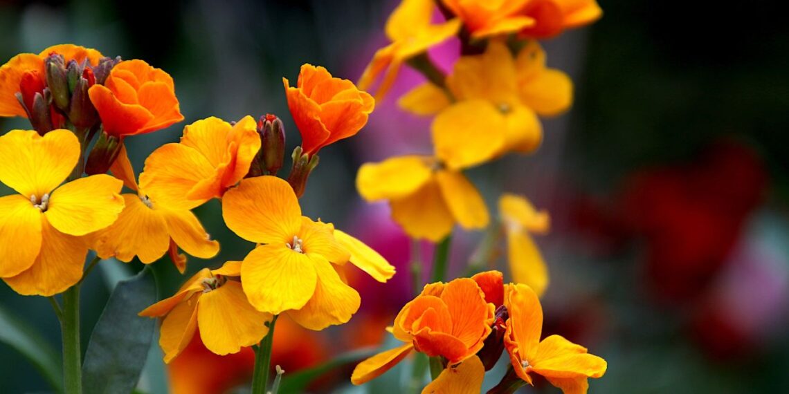 Tobulas augalas išsiblaškiusiems sodininkams: stulbinamas kvapas, jokių rūpesčių ir ligų