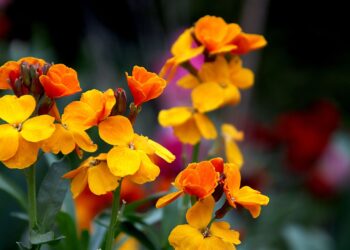 Tobulas augalas išsiblaškiusiems sodininkams: stulbinamas kvapas, jokių rūpesčių ir ligų