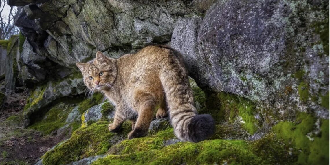 Tūkstančiai plėšrių miško kačių užtvindė Europos miškus: ekspertai perspėja apie grėsmę žmonėms