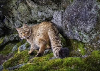 Tūkstančiai plėšrių miško kačių užtvindė Europos miškus: ekspertai perspėja apie grėsmę žmonėms