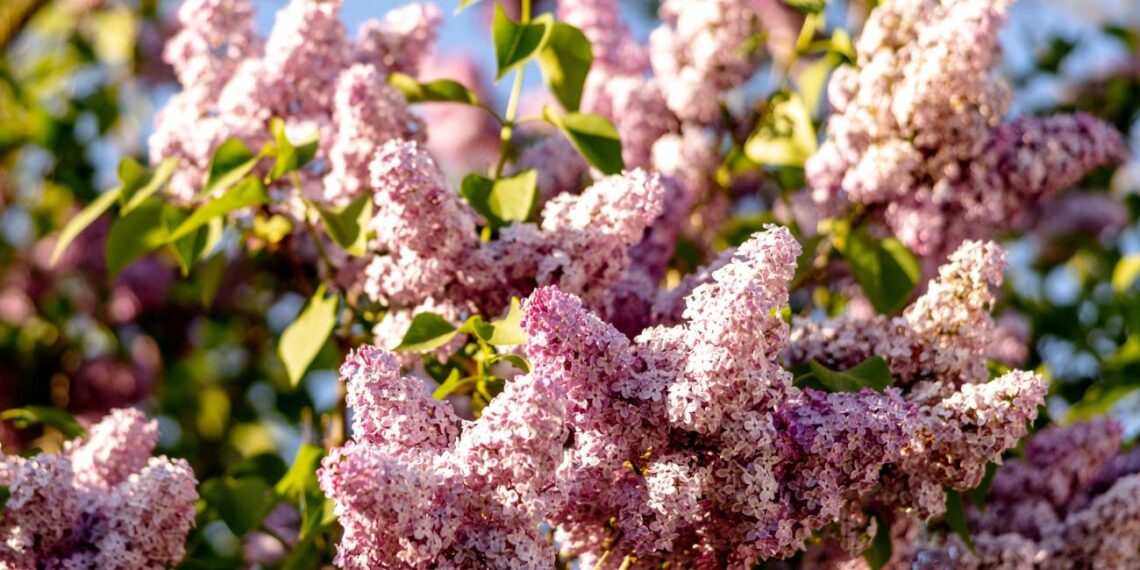Turi margenių sode? Šią žiemos gudrybę pamiršta visi – pavasarį krūmas sprogsta lyg išprotėjęs