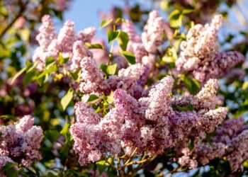 Turi margenių sode? Šią žiemos gudrybę pamiršta visi – pavasarį krūmas sprogsta lyg išprotėjęs