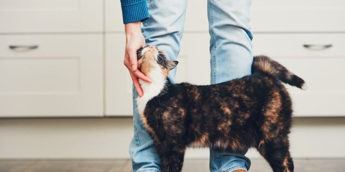 Ar jūsų katė staiga ima nuolat save prausti? Ekspertai įspėja: tai gali būti nerimą keliantis sveikatos signalas