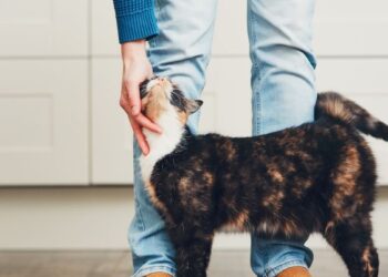 Ar jūsų katė staiga ima nuolat save prausti? Ekspertai įspėja: tai gali būti nerimą keliantis sveikatos signalas