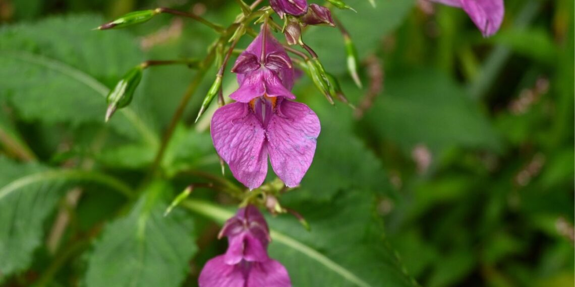 Uždrausta, bet visi ją sodina: ši spalvinga gėlė kelia grėsmę, o štai saugesnės ir dar gražesnės alternatyvos