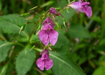 Uždrausta, bet visi ją sodina: ši spalvinga gėlė kelia grėsmę, o štai saugesnės ir dar gražesnės alternatyvos
