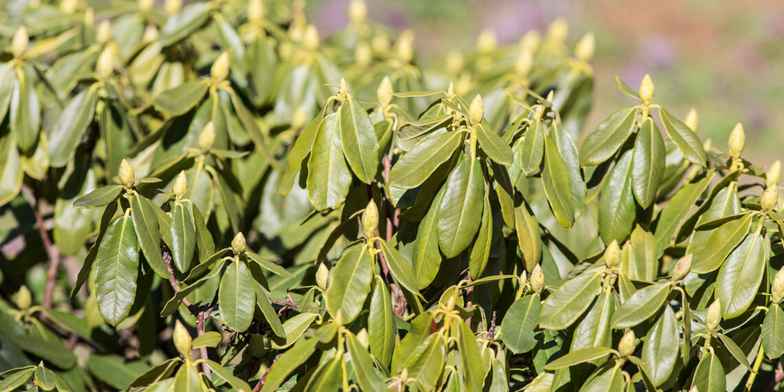 Vasaris lemia rododendrų likimą: vienas klaidingas žingsnis ir pavasarį liksite be žiedų
