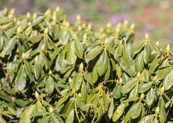 Vasaris lemia rododendrų likimą: vienas klaidingas žingsnis ir pavasarį liksite be žiedų