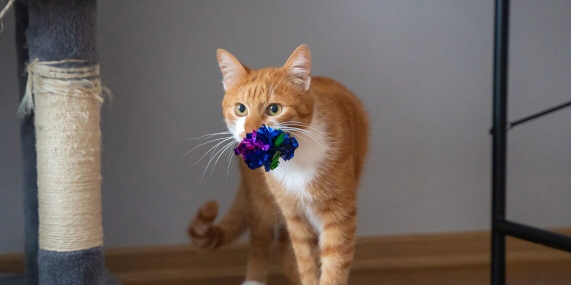 Veterinarai atskleidė šokiruojančią tiesą: kodėl katės mėto žaislus į maisto ir vandens dubenėlius?