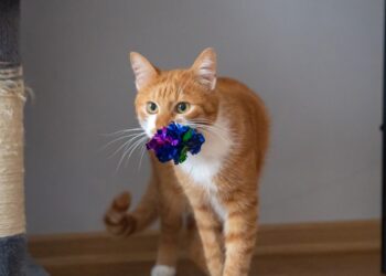 Veterinarai atskleidė šokiruojančią tiesą: kodėl katės mėto žaislus į maisto ir vandens dubenėlius?