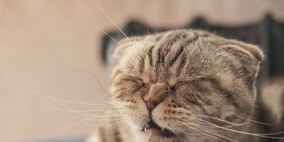 Veterinarai perspėja: šis nekaltas kito įprotis gali slėpti rimtas sveikatos problemas