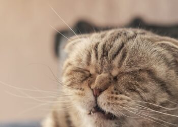 Veterinarai perspėja: šis nekaltas kito įprotis gali slėpti rimtas sveikatos problemas