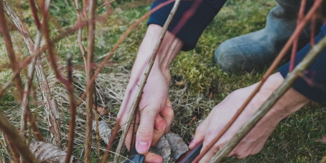 Vienas pjūvis – kibirai mėlynių: klaidos, dėl kurių žiemą pražudote savo derlių