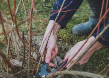 Vienas pjūvis – kibirai mėlynių: klaidos, dėl kurių žiemą pražudote savo derlių