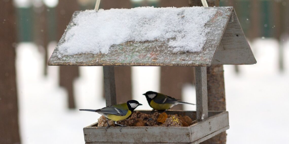 Vienas triukas renkant sėkmingą lesyklą: ši detalė pritrauks šimtus paukščių į tavo langą