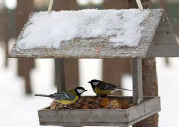 Vienas triukas renkant sėkmingą lesyklą: ši detalė pritrauks šimtus paukščių į tavo langą