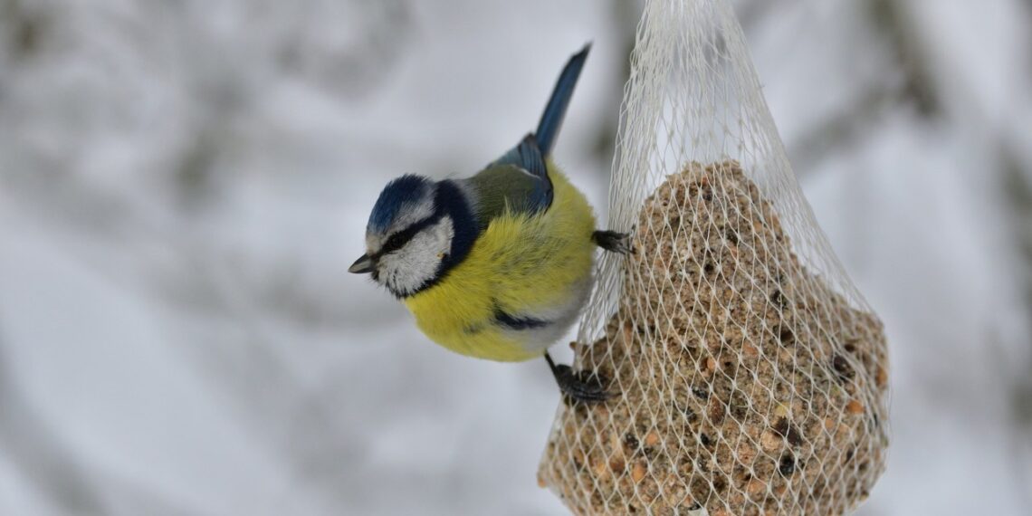 Vienas žiemos triukas, po kurio paukščiai KASDIEN skrenda prie jūsų lango – išbandykit dabar!