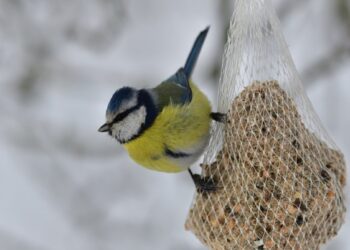 Vienas žiemos triukas, po kurio paukščiai KASDIEN skrenda prie jūsų lango – išbandykit dabar!