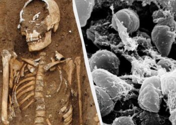 Vokietijoje aptikta šiurpi viduramžių masinė kapavietė: atskleista Juodosios mirties paslaptis