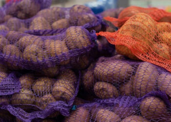 Vokietijoje kilo bulvių karštinė: Berlyne gyventojams nemokamai dalinama net 4000 tonų bulvių