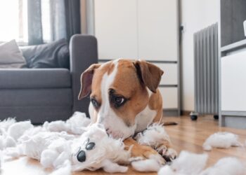 Veterinarai atskleidžia tikrąją šunų isterijos namuose priežastį. Tiesiog pakeiskite šį 1 įprotį