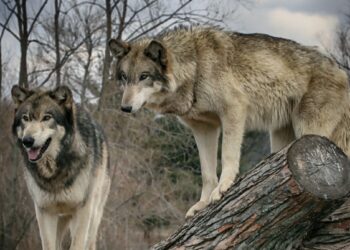 Vilkai nebebijo žmonių? Alkanos gaujos artėja prie namų ir puola miestų centrus.