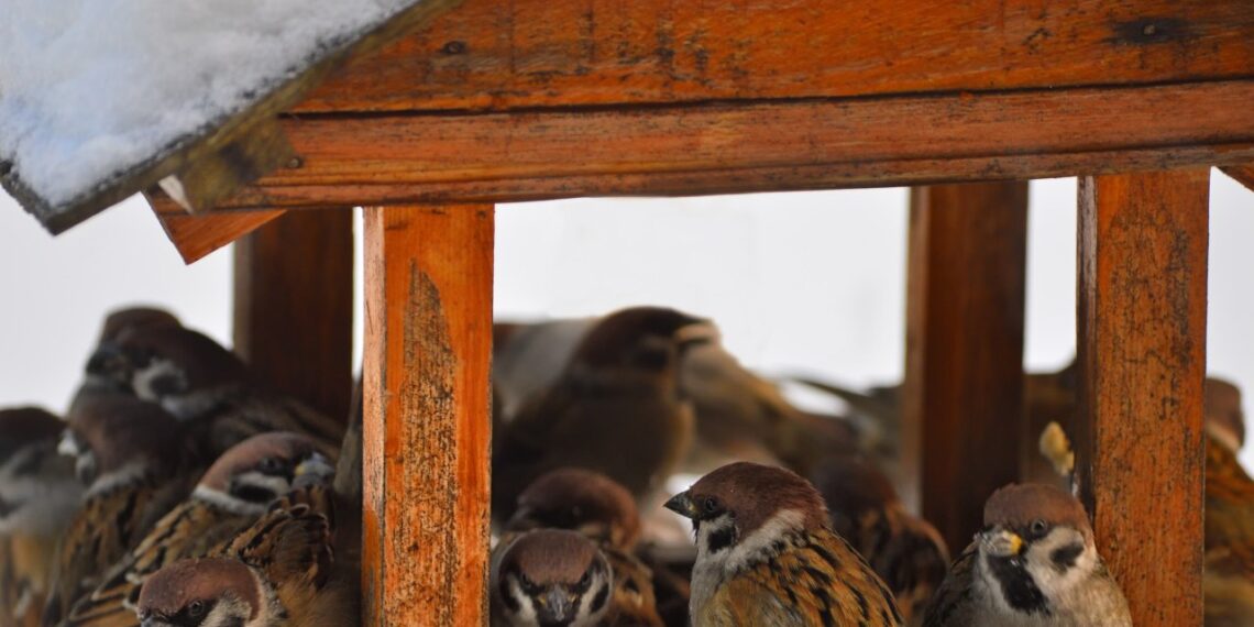 Wsyp do karmnika ten jeden składnik – ptaki oszaleją z zachwytu i nie odlecą całą zimę