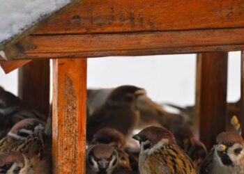 Wsyp do karmnika ten jeden składnik – ptaki oszaleją z zachwytu i nie odlecą całą zimę