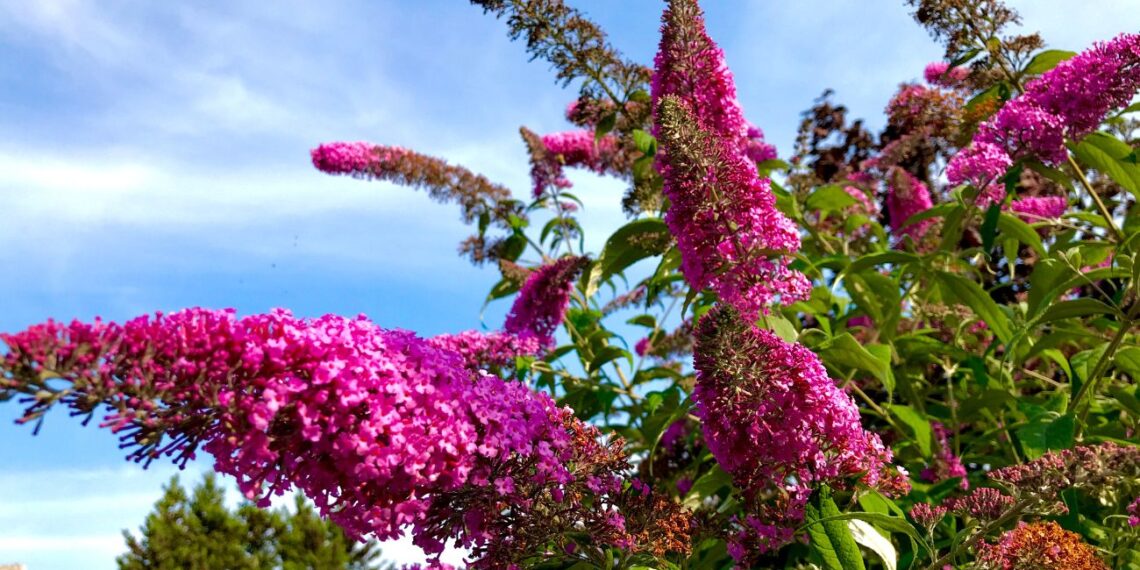 Žiemos genėjimo klaidos, kurios pražudo budlejas: šitaip apkarpysi – krūmai lūš nuo žiedų