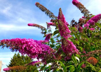 Žiemos genėjimo klaidos, kurios pražudo budlejas: šitaip apkarpysi – krūmai lūš nuo žiedų