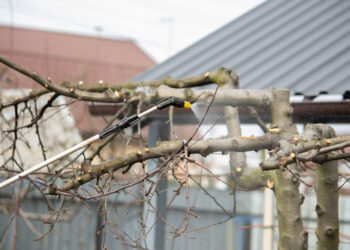 Žiemos purškimas vaismedžiams: nematoma sodo siena, kuri akimirksniu sustabdo kenkėjus