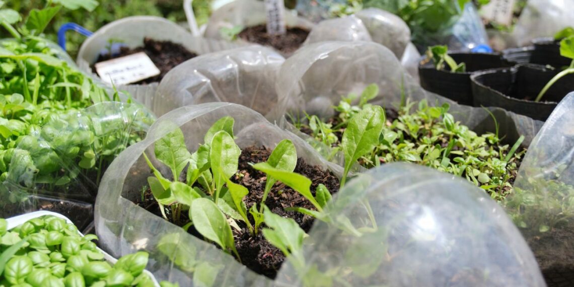 Žiemos sėja: 5 lemtingos klaidos, dėl kurių derlius žlugs dar prieš pavasarį