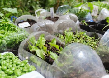 Žiemos sėja: 5 lemtingos klaidos, dėl kurių derlius žlugs dar prieš pavasarį