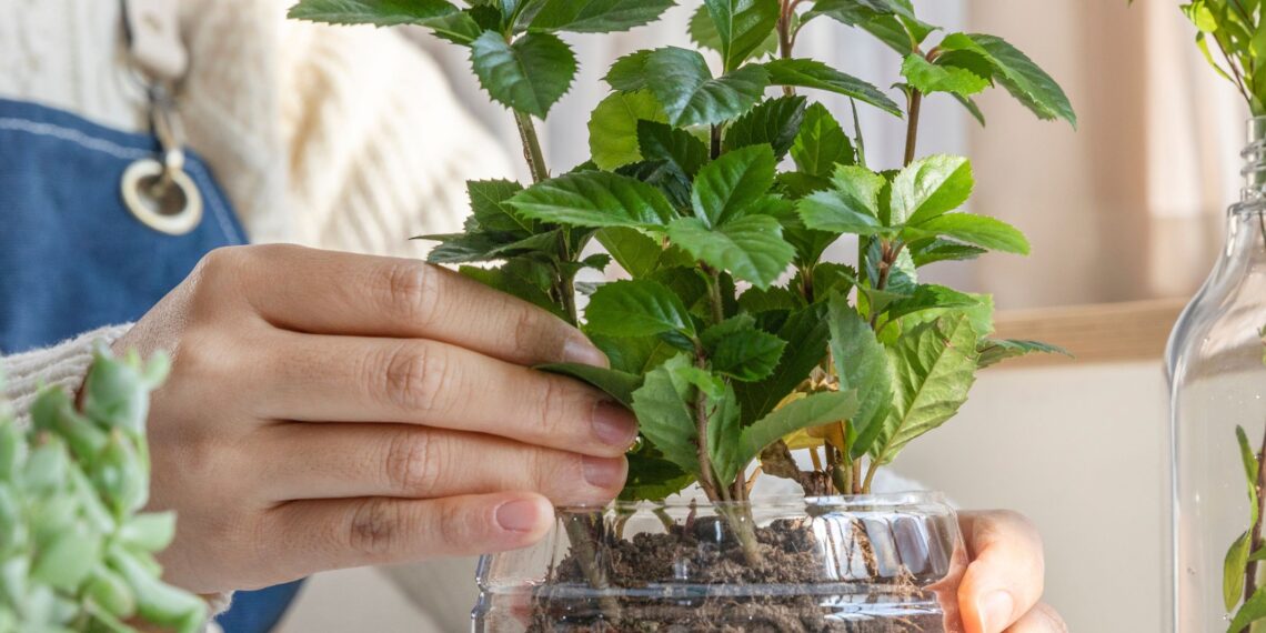 Žiemos sėja plastikiniuose buteliuose: pradedančiųjų klaidos, kurias darote jau dabar