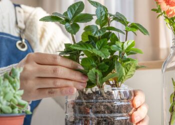 Žiemos sėja plastikiniuose buteliuose: pradedančiųjų klaidos, kurias darote jau dabar