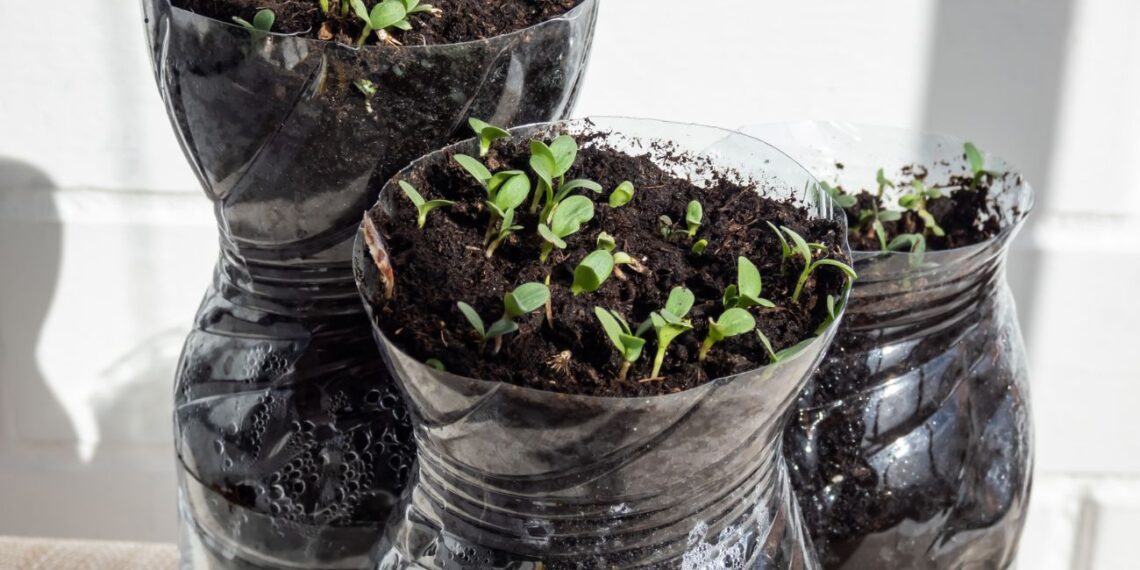 Žiemos sėja plastikiniuose buteliuose: stebuklingas derlius be šiltnamio – žingsnis po žingsnio
