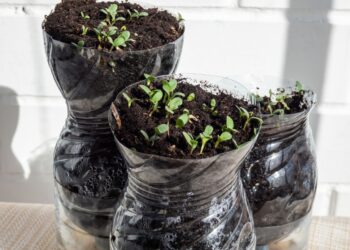 Žiemos sėja plastikiniuose buteliuose: stebuklingas derlius be šiltnamio – žingsnis po žingsnio