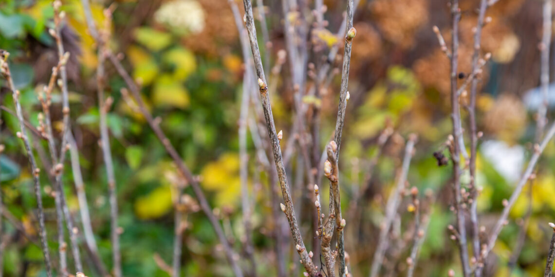 Žiemos serbentų genėjimo paslaptis: viena klaida mažina derlių per pus, štai ką daryti