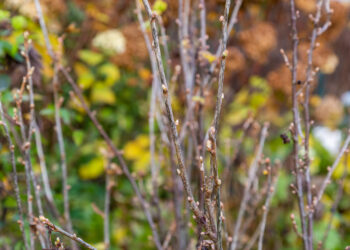 Žiemos serbentų genėjimo paslaptis: viena klaida mažina derlių per pus, štai ką daryti