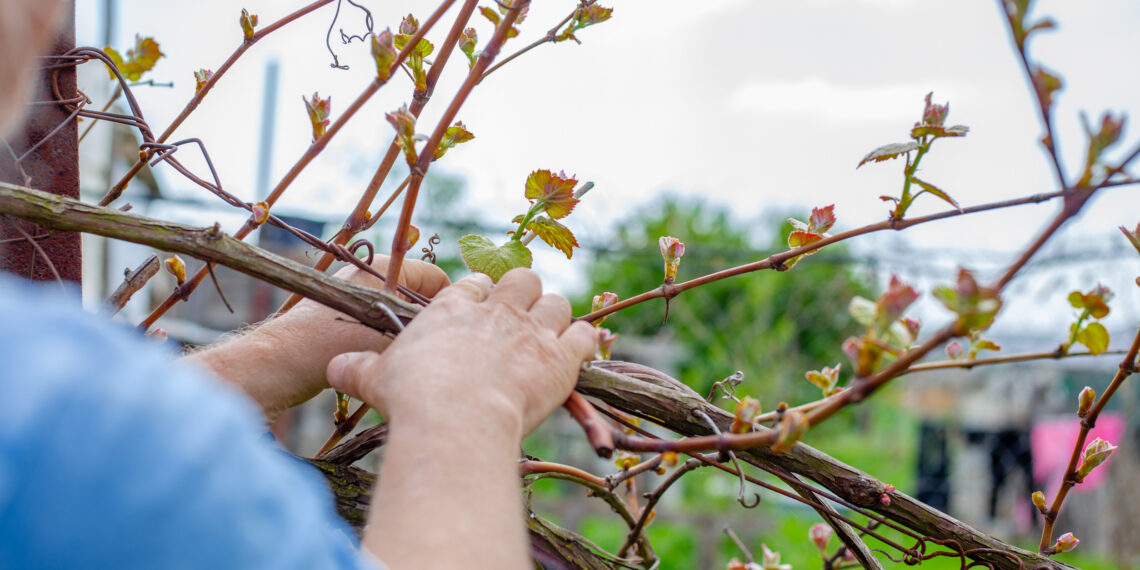 Žiemos vynmedžių genėjimo klaida, kuri sunaikins derlių: ekspertai perspėja – nekartok jos