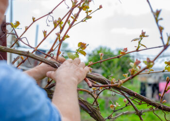 Žiemos vynmedžių genėjimo klaida, kuri sunaikins derlių: ekspertai perspėja – nekartok jos